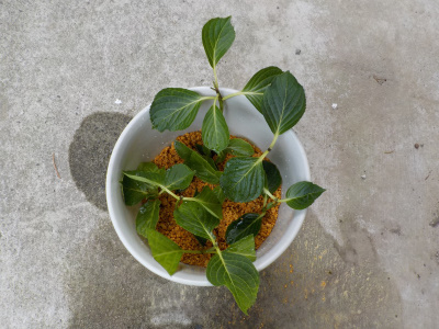 アジサイの挿し木