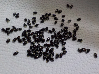 山で野生のアケビを収獲