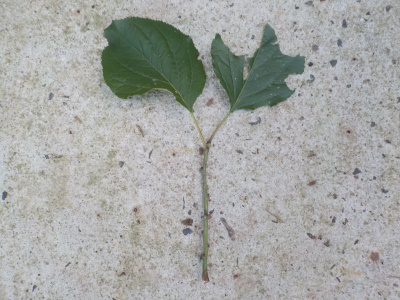 底面給水鉢でアンズの挿し木