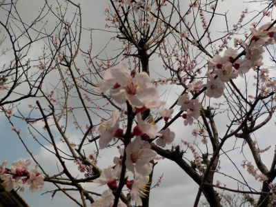 スモモの開花時は悪天候が多い気がする。