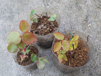 ペットボトルでのバラの挿木に成功。