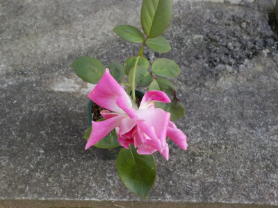 挿し木のバラが開花