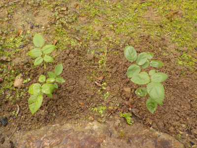 挿し木のバラを地植え