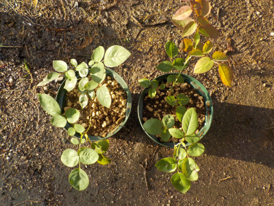 挿し木のバラを地植え