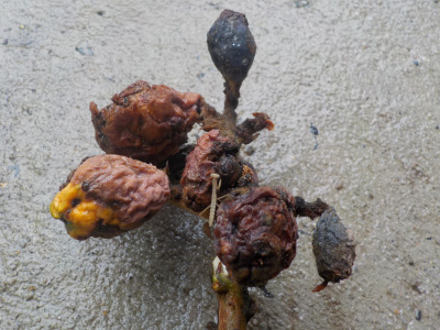 真っ黒になった実生のビワの実