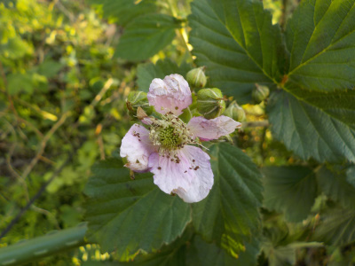 ブラックベリーは園芸用支柱
