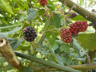 収獲しないブラックベリー
