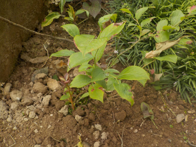 庭植えのブルーベリー