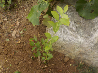 庭植えのブルーベリー