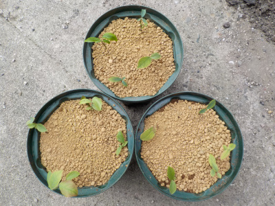 挿木したブルーベリーの寄せ植え