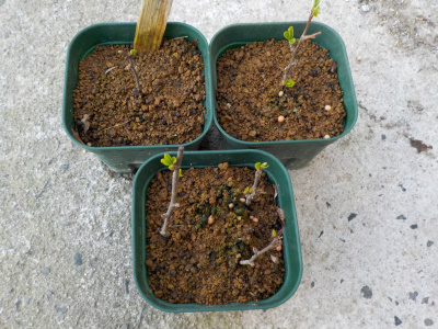 挿し木で増やしたボケ