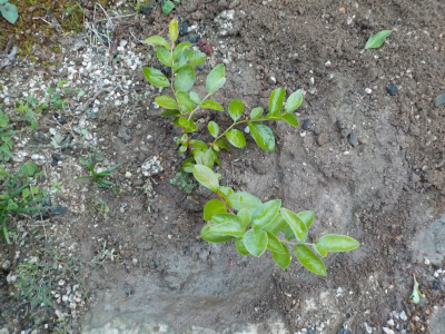 ブルーベリーの庭植え