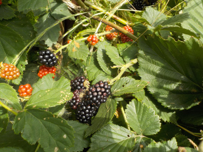 ブラックベリーの収穫開始