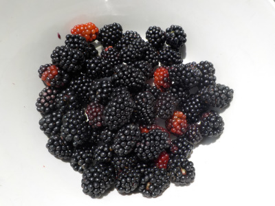 ブラックベリーの収穫開始