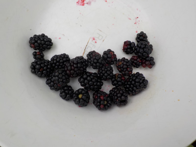 ブラックベリーの収穫開始