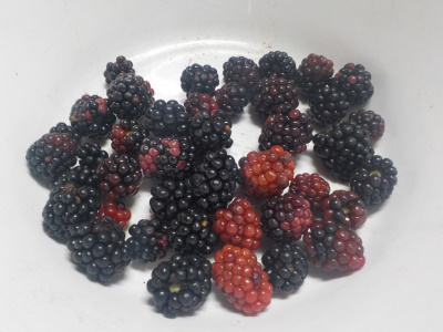 ブラックベリーは冷凍保存