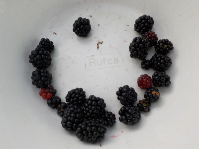 ブラックベリーの収穫終了