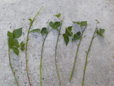 ブラックベリーの挿し木