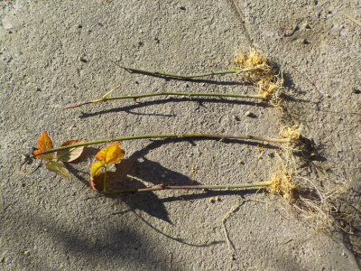 ブラックベリーの挿し木成功