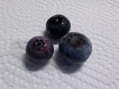 ブルーベリー狩りで入手した実