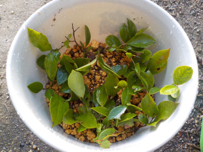 ブルーベリーの庭植え