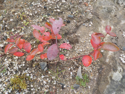 ブルーベリーの12月の紅葉