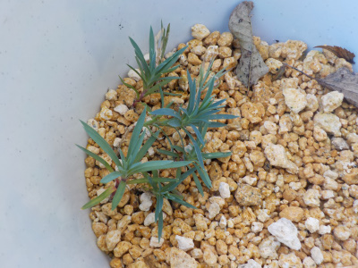 カーネーションの挿し木が成功かも？