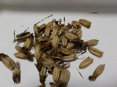 マリーゴールドの種を採取