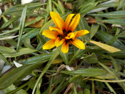 2月から咲く黄色い花で細長い葉っぱのグランドカバー