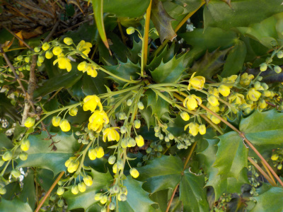 ヒイラキナンテンは個性的な花