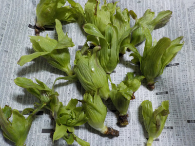 小さくて苦みのすくないフキノトウ