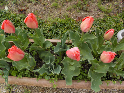 チューリップのつぼみ