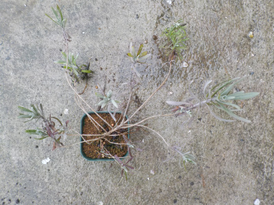 鉢が小さいので植替えするラベンダー