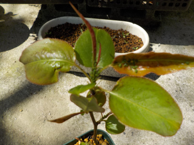 果樹とアブラムシ