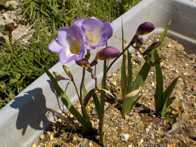 フリージの栽培に失敗