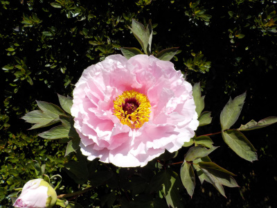 入学式シーズンのボタンの花