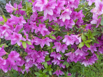 絶好調のツツジ