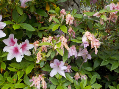 枯れだしたツツジ