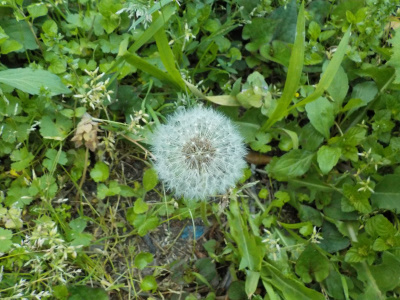 飛びそうなタンポポの綿