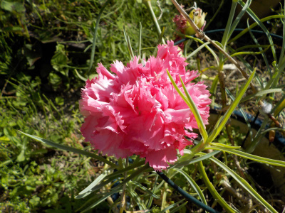 くしゃくしゃのカーネーション