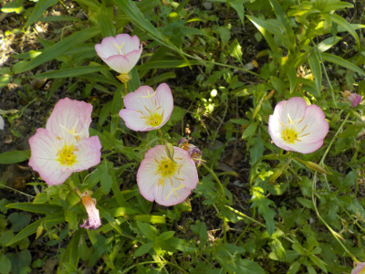 雑草とヒルザキツキミソウ