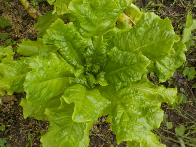 梅雨の蜘蛛の巣