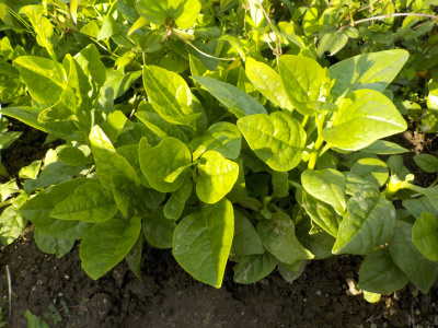 梅雨の蜘蛛の巣