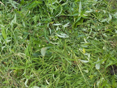 スポーツの日は草刈り