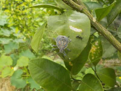 ミカンにカメムシ