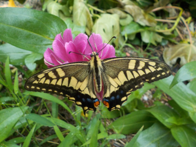 雨の中で動かない蝶
