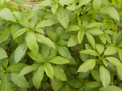 モロヘイヤは本当に栄養豊富なのか
