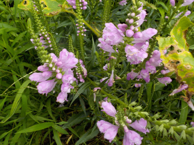 トラノオとは何か違うハナトラノオ