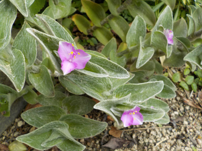 トラディスカンチアの花