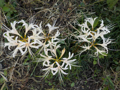 暗くても目立つ白い彼岸花